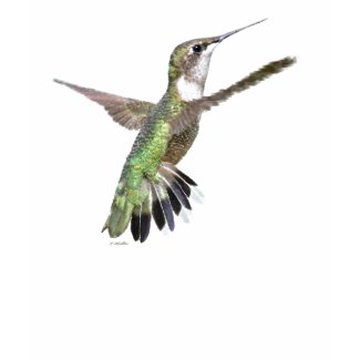 Berylline hummingbird