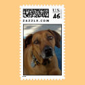 Beseeching Eyes postage by pattiabram Beseeching Eyes postage