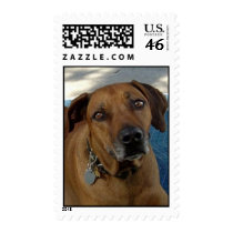 Beseeching Eyes postage by pattiabram Beseeching Eyes postage