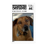 Beseeching Eyes Stamps
