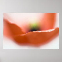 Beso de la amapola poster