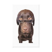 Bespectacled Dog  Stretched Canvas Print
