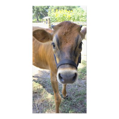 Bessie Photo Card by lperry