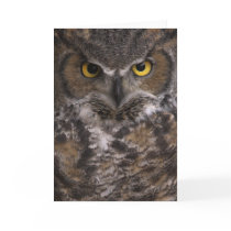 Best Bib and Tucker cards