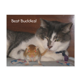 Best Buddies Postcard postcard