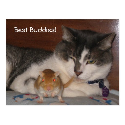 Best Buddies Postcard