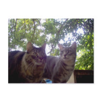 Best Buds postcards