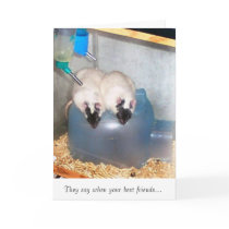 Best Friends 1 cards
