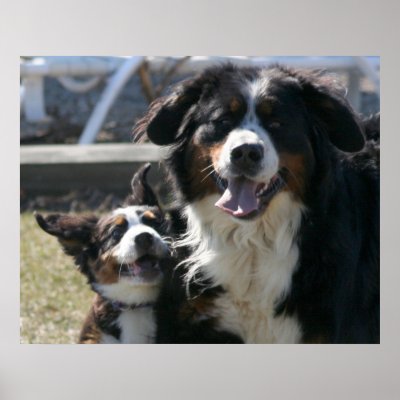 Best Friends Bernese Poster by hoosierroos