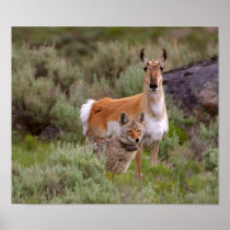 Best Friends Coyote Antelope  poster FROM 14.95