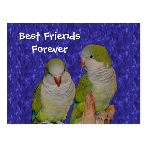 Best Friends Forever Cute Birds Postcard | Zazzle