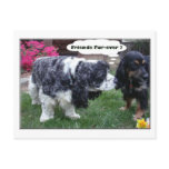 Best Friends Fur-ever Post Card