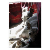 "Best Friends" italian greyhound photo Greeting Card