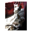 "Best Friends" italian greyhound photo posters by RLMdesignes "Best Friends" italian greyhound photo posters