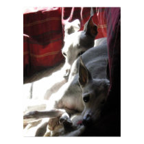 "Best Friends" italian greyhound photo posters by RLMdesignes "Best Friends" italian greyhound photo posters