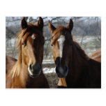 Best Friends Postcards