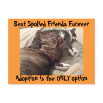 Best Spolied Friends Postcard