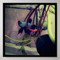 Beta Fish and Plant Art Photo Poster