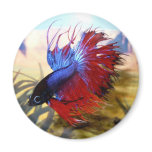 Beta fish magnets