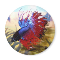 Beta fish magnets