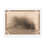 Bethany Grass Postcard