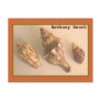 Bethany Shells Postcard