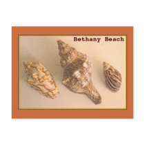 Bethany Shells Postcard by MidnightAkita Bethany Shells Postcard