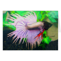 Betta fish card