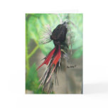 Betta fish Greeting card