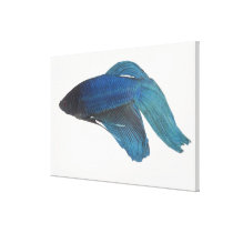 Betta Fish or Male Blue Siamese Fighting Fish Canvas Print