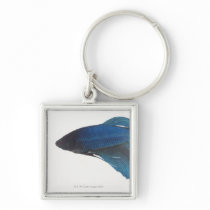 Betta Fish or Male Blue Siamese Fighting Fish Keychains