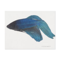 Betta Fish or Male Blue Siamese Fighting Fish Postcards