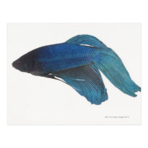 Betta Fish or Male Blue Siamese Fighting Fish Postcards