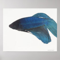 Betta Fish or Male Blue Siamese Fighting Fish Posters