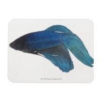 Betta Fish or Male Blue Siamese Fighting Fish Vinyl Magnets