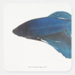 Betta Fish or Male Blue Siamese Fighting Fish Sticker