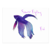Betta Fish Postcard