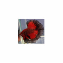 Betta Fish Sculpture photo sculptures by reeyia Betta Fish Sculpture photo sculptures
