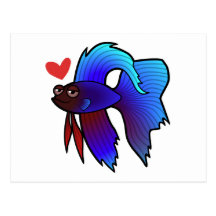 Betta Fish / Siamese Fighting Fish Love Postcards