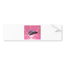 Betta is Better Pink Version Bumper Stickers