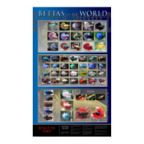 Betta Poster posters