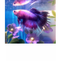 Betta Shirt