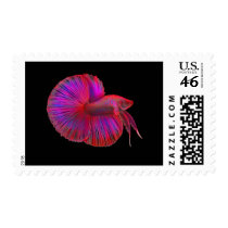 Betta Siamese Fighting Fish Postage