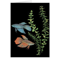 Betta splendens and Rotala indica Black Card