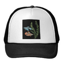 Betta splendens and Rotala indica Black Hat