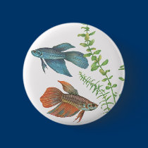 Betta splendens und Rotala Indica Weiß buttons