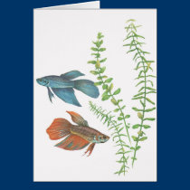 Betta splendens und Rotala Indica Weiß karten