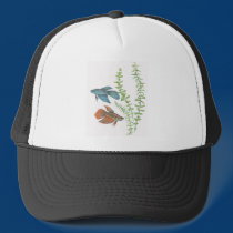 Betta splendens und Rotala Indica Weiß kappen