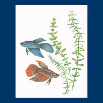 Betta splendens und Rotala Indica Weiß poster