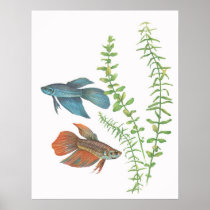 Betta splendens and Rotala indica White Poster